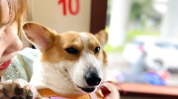 娱乐吃瓜酱忠犬琪哥,娱乐吃瓜酱的忠实守护者